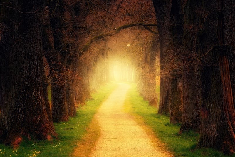 Luminescent Oak